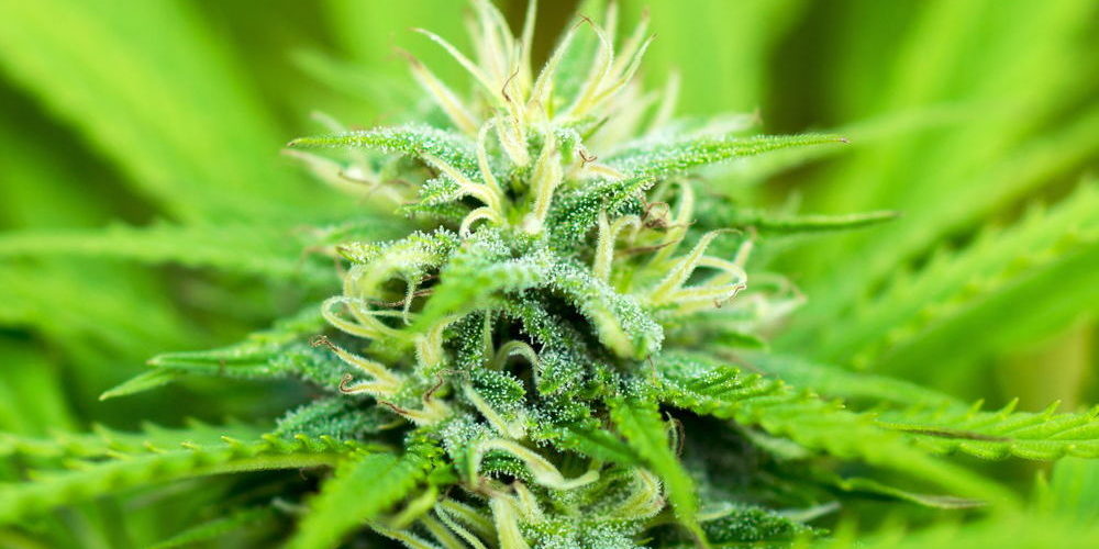cannabis-heilpflanze